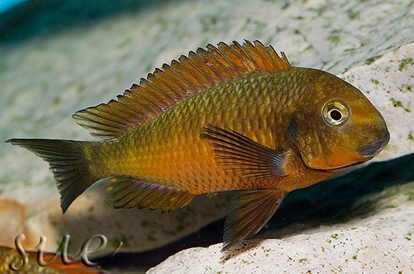Tropheus sp. 'red' Cape Kachese